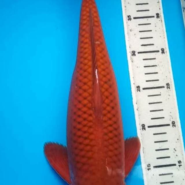 CHAGOI TEMBAGA JUMBO 41 Cm