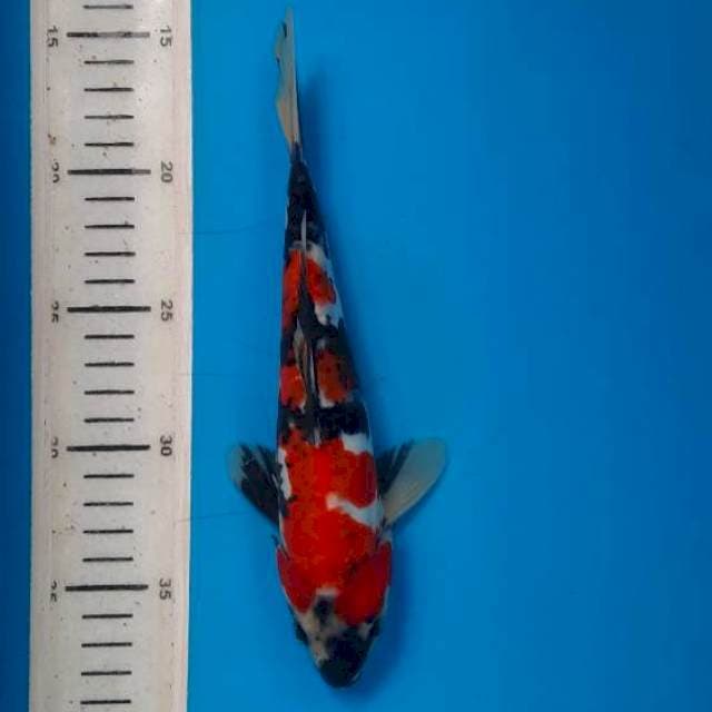 Doits showa 23cm
