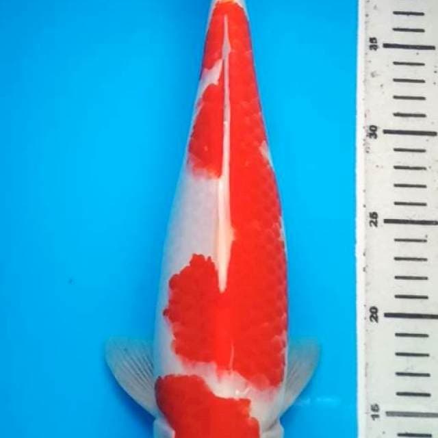 KOHAKU BULKY 35 Cm, JANTAN