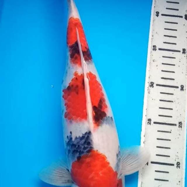 SHOWA BULKY 36 Cm, JANTAN