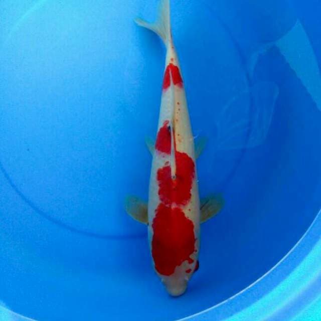 SANKE 43CM