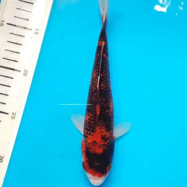 Goromo 21cm 