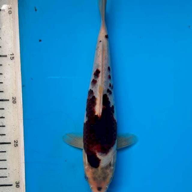 Goromo 23cm 