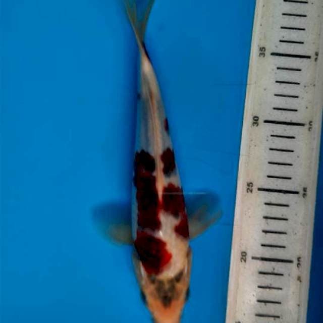 Goromo 23cm 