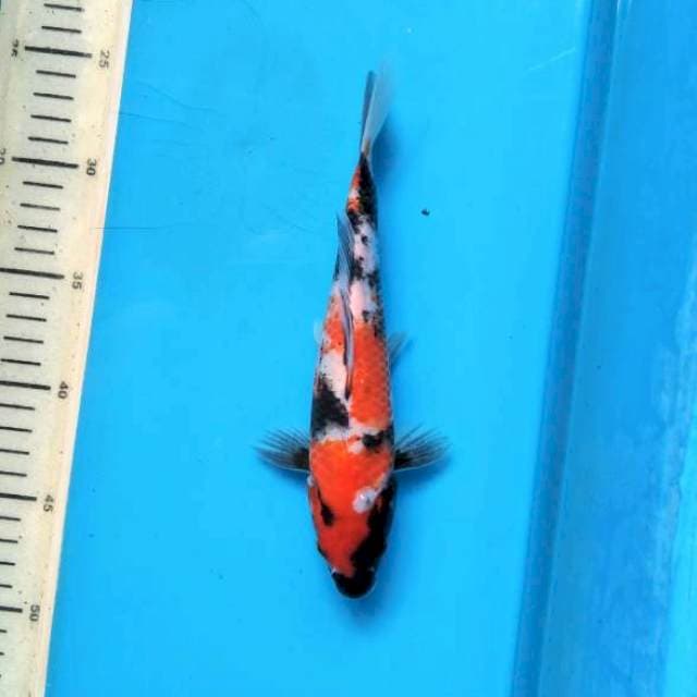 Natural Showa 23cm