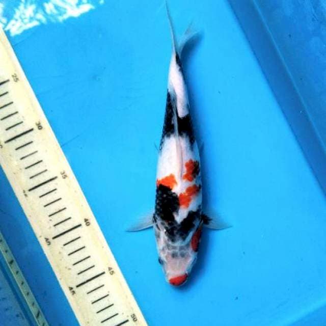 Quality Showa 26cm