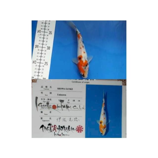 Showa 20cm Isa Koi Farm