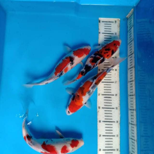 Mix koi 4 ekor