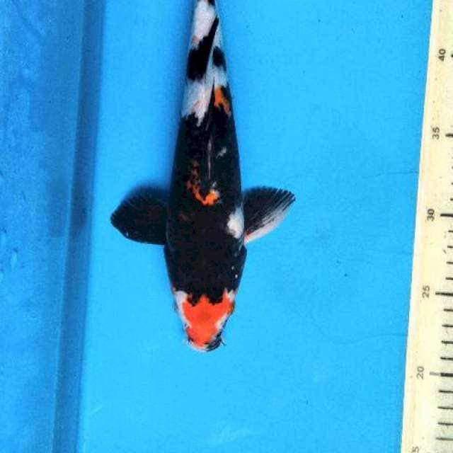 Maruten Showa 28cm