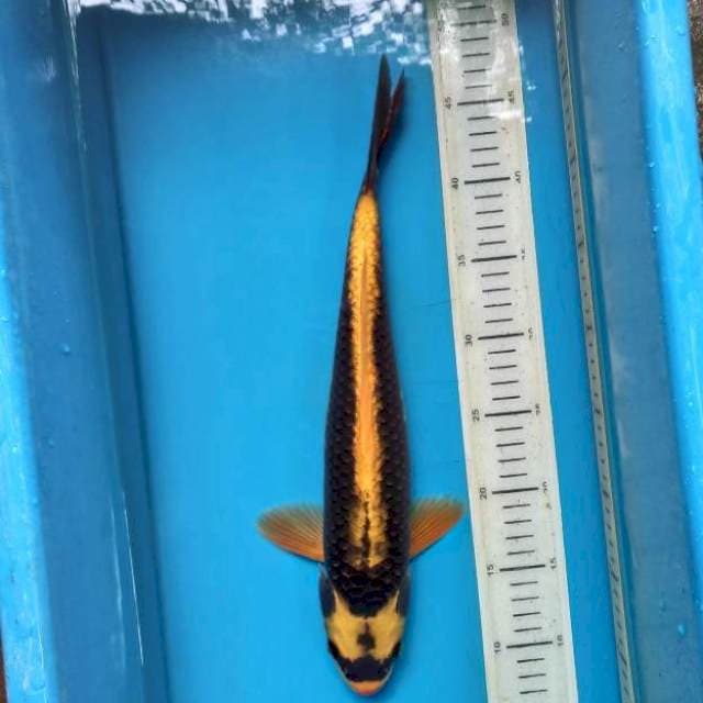 Kabuto 38 male