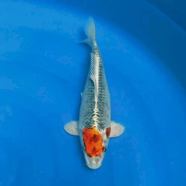 Tancho kujaku 30cm