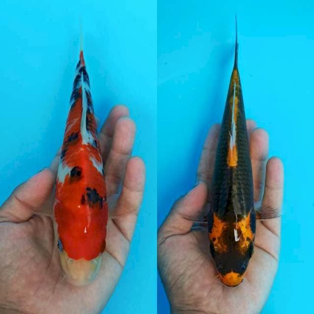 Duet sanke kabuto HQ 21-22cm