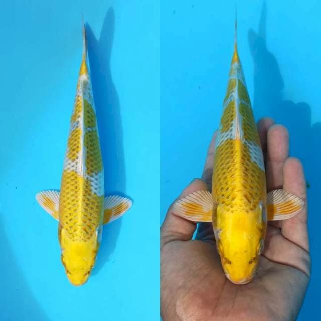 Baby hariwake prospek 21cm