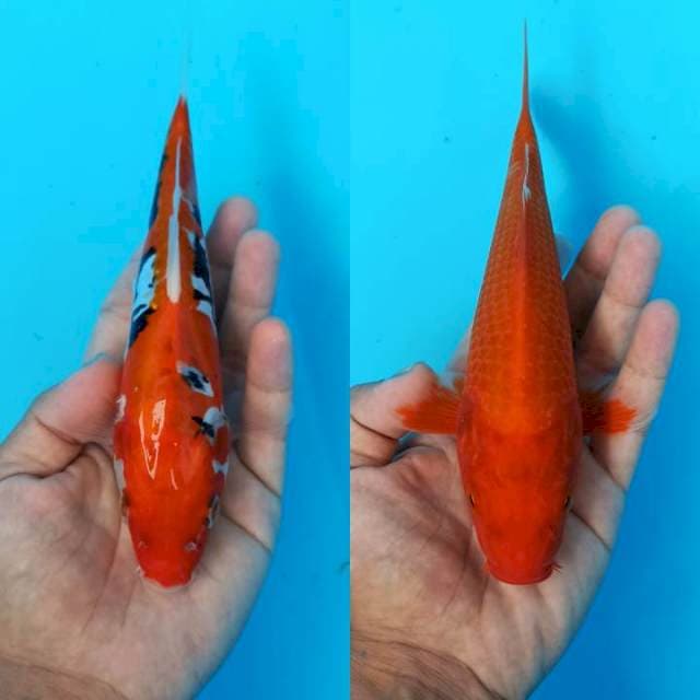 Duet cabe merah benikumon dan benigoi 21-22cm