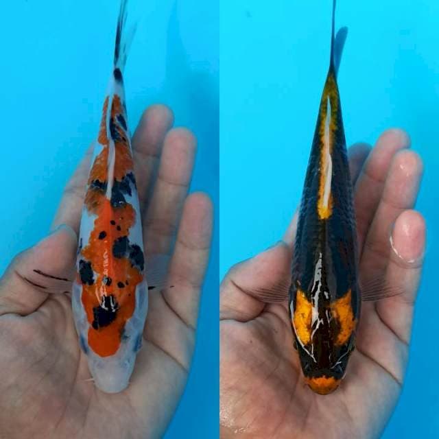Inazuma sanke dan kabuto.20bu