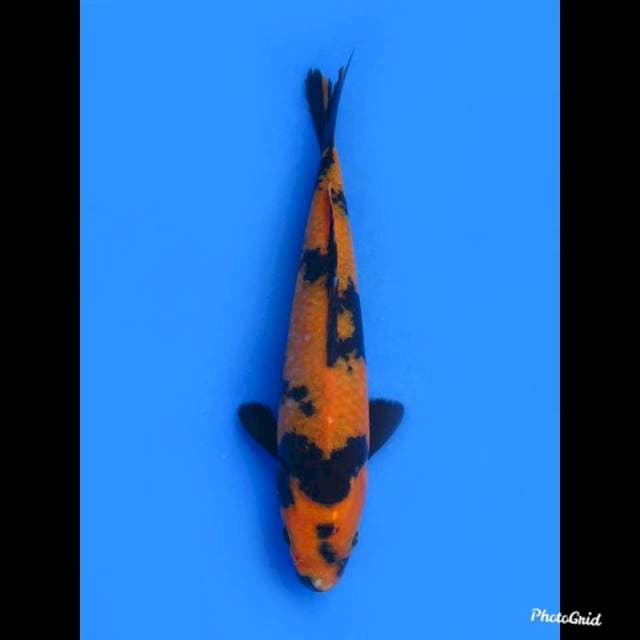 Hi Utsuri , 23cm