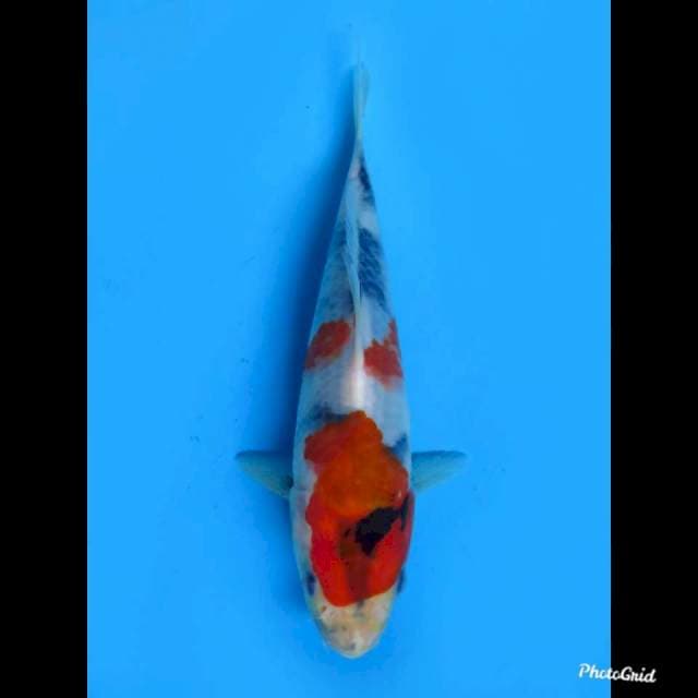 Kindai Showa , 18cm 