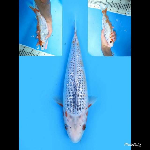 Asagi Ginrin , 27cm