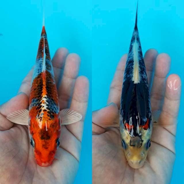 Tandem solid kujaku dan beni matsukawabake 18-19cm