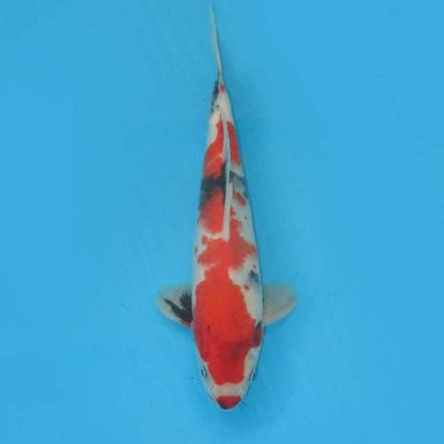Tategoi
