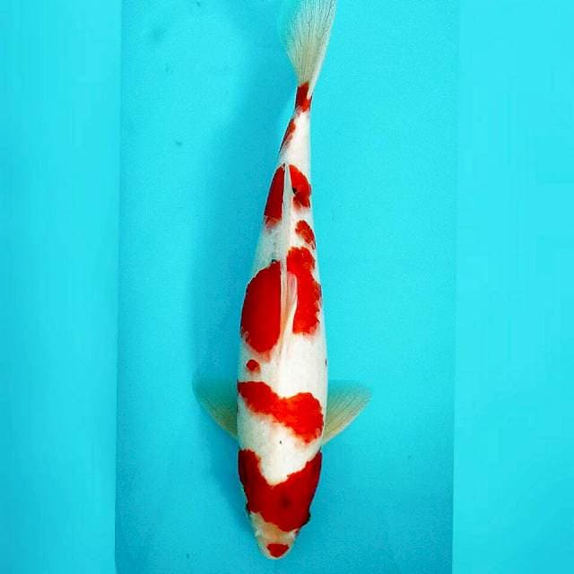 Male/sanke tategoi