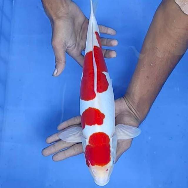 Kohaku doit 38cm