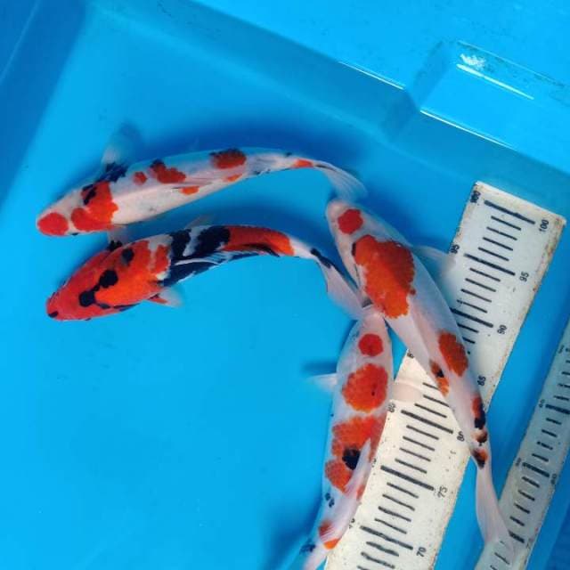 Mix koi 4 ekor
