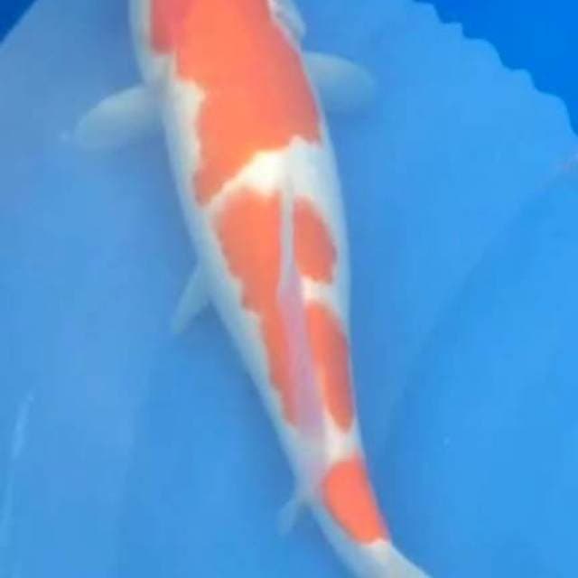 KUCIBENI KOHAKU 35 CM