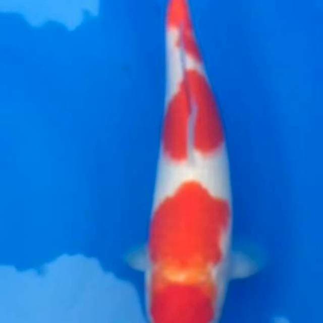 Kujaku 35cm.