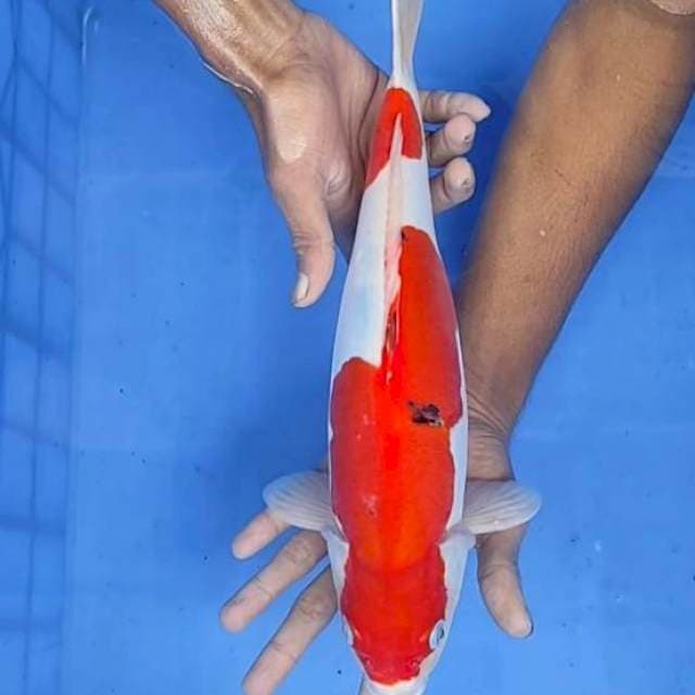 Sanke doit 36cm