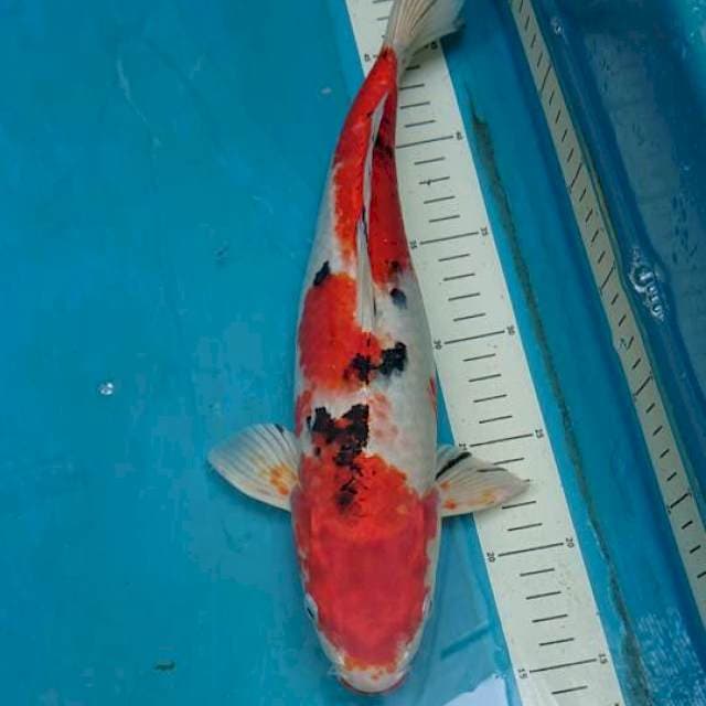 Yamato Nishiki 35cm Female