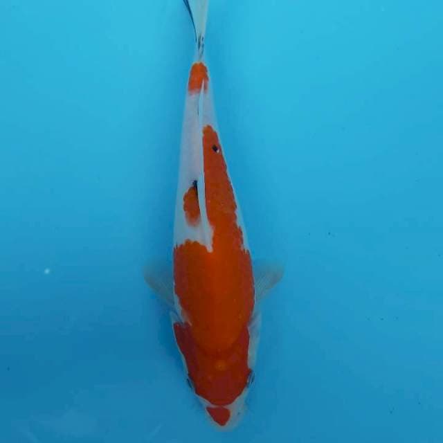 SANKE KUCIBENI 25CM