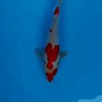 KOHAKU 25CM
