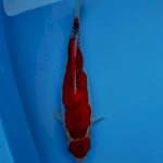 MARUTEN GOSHIKI RACING 30cm