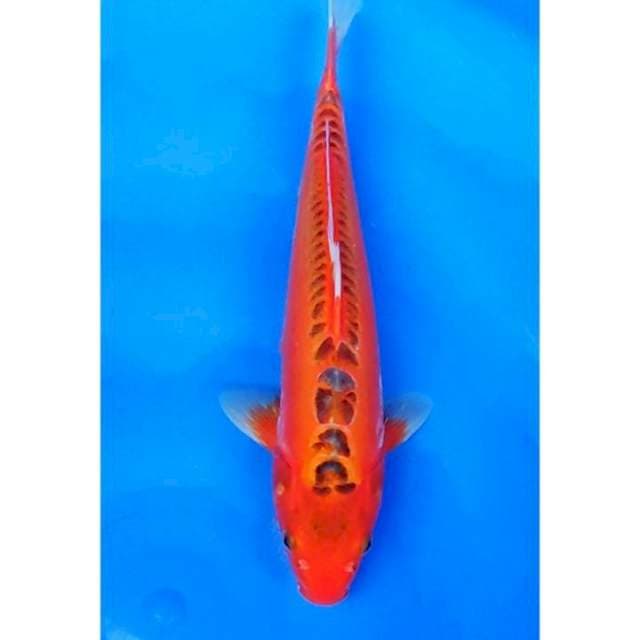Unique, Mizuho 33cm Female