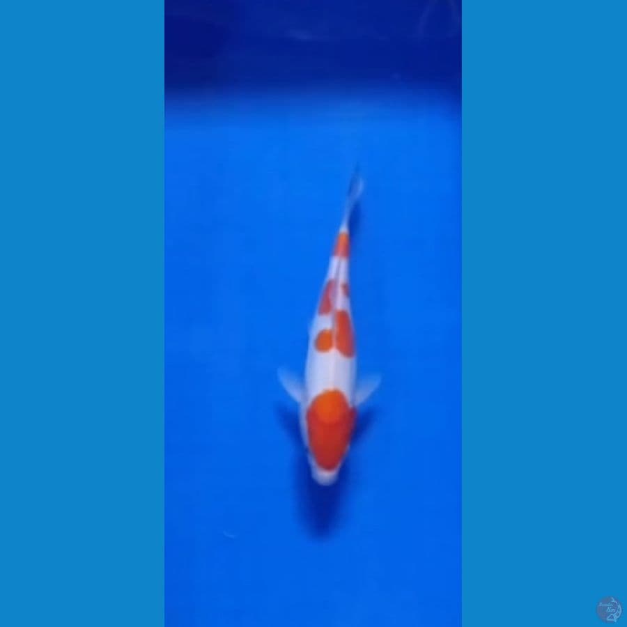 KOHAKU DOITSU