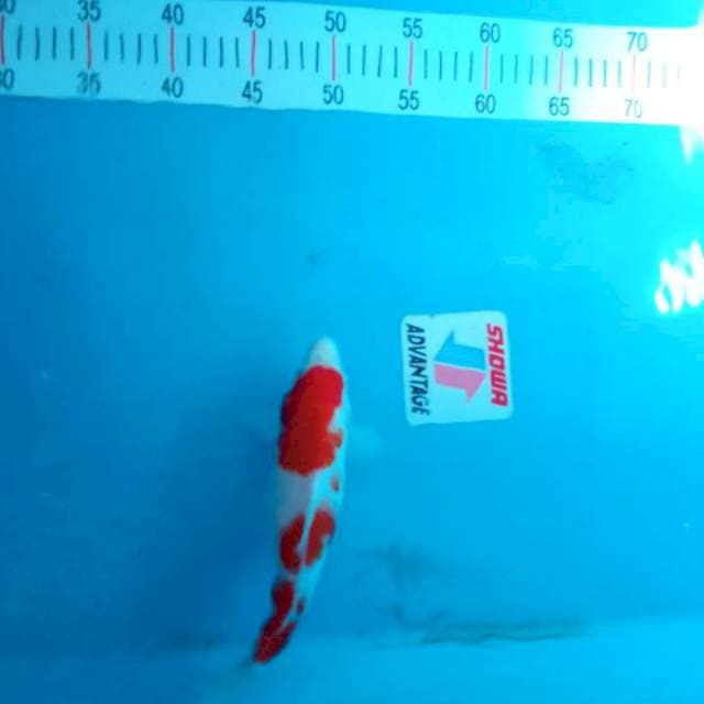 Kohaku strong 30cm