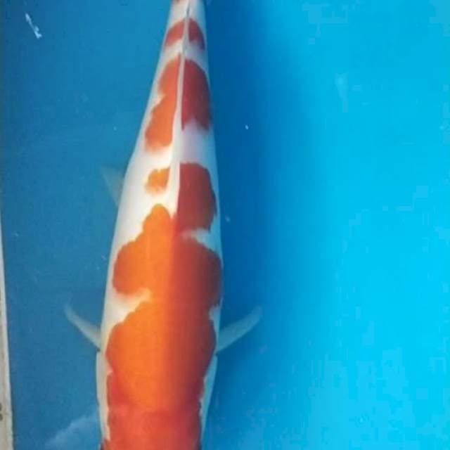 Sk kohaku SQ