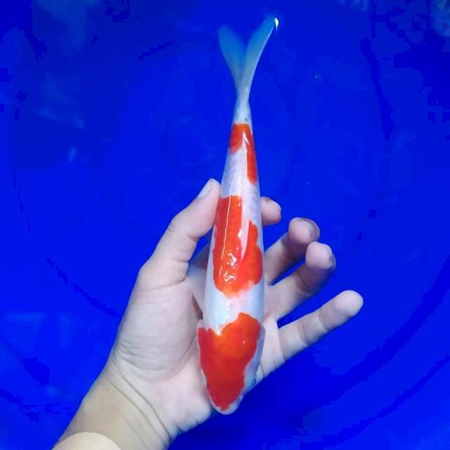 C. Kohaku Doitsu Original