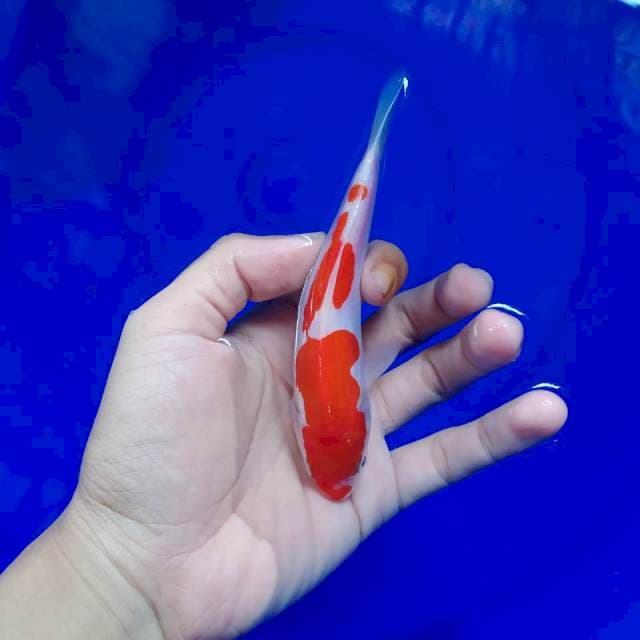 D. Minion Kohaku Halus