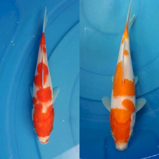 Sanke , Kohaku