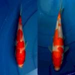 Sanke , Kohaku 