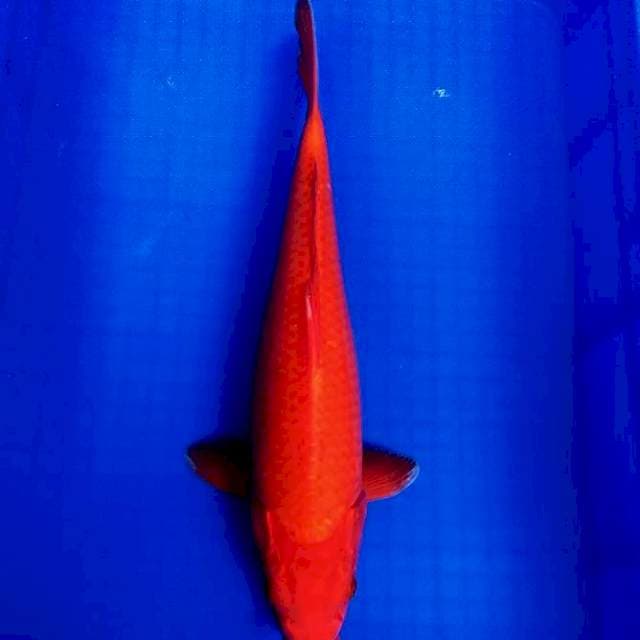 Benigoi tembus 42 cm