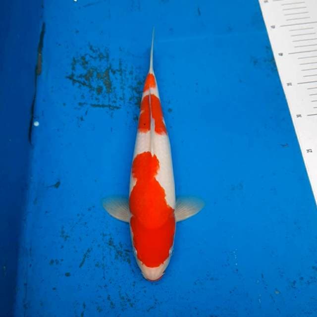Kohaku Red Strong