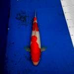 Kohaku Red Strong