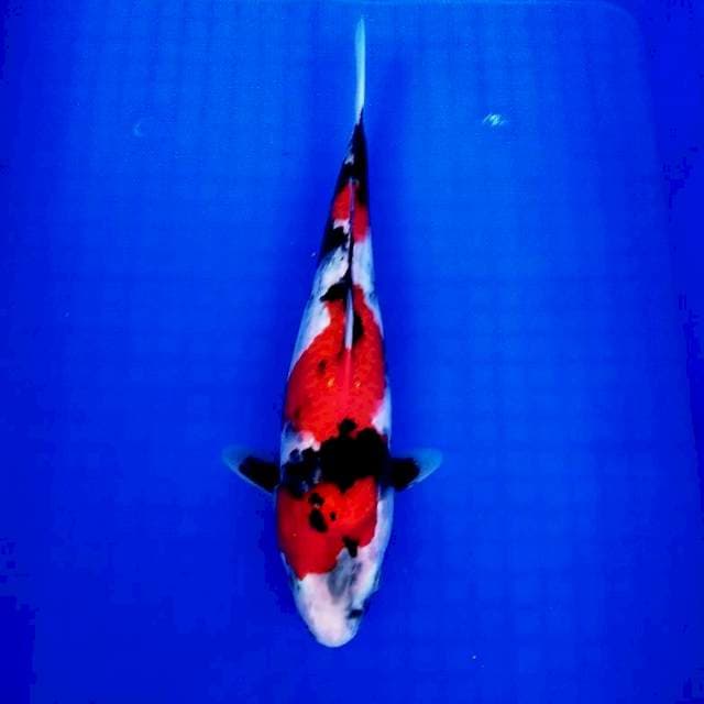 Showa 32 cm