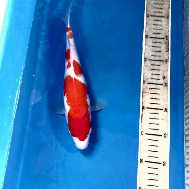 Kohaku, male 35 cm