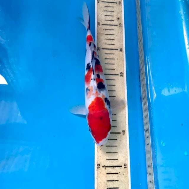 Sanke, 24 cm