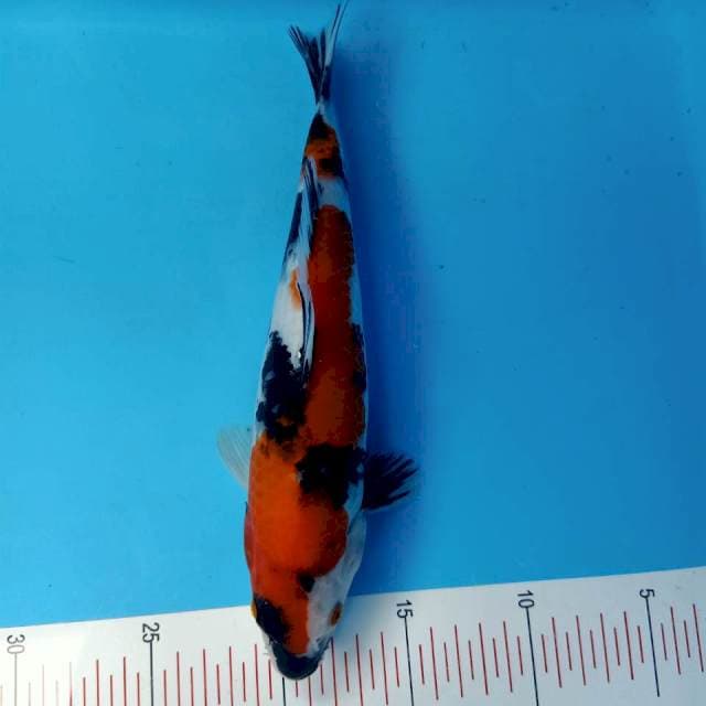 Showa strong 26cm