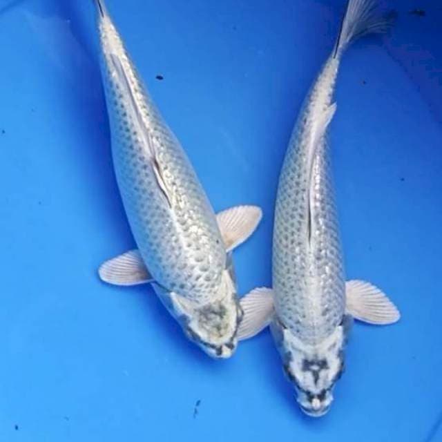 Duo mukashi ginrin 25,26 cm